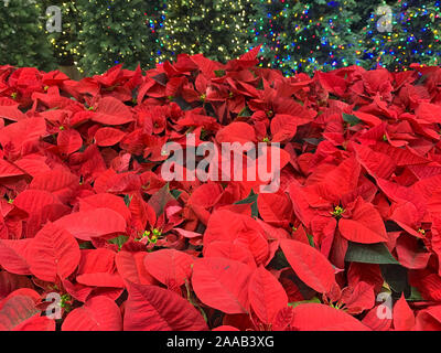 Poinsettia piante e albero di Natale decorato in vendita nel negozio. Foto Stock