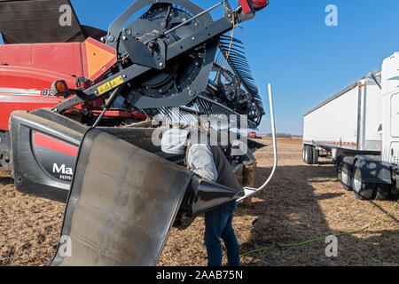 Città della valle, il Dakota del Nord - Lavoratori pulire una mietitrebbia utilizzata per la raccolta di fagioli di soia a seme Noeske Farm. La mietitrebbia era divenuto ostruito quando essa pic Foto Stock