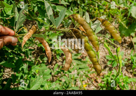 Peas Piccione Secco Maturo Foto Stock