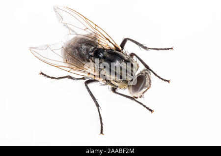 Immagine macro di un volo su uno sfondo bianco. Mosca di casa. Gli insetti più da vicino. Foto Stock