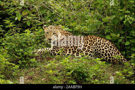 Maschio di Leopard, Panthera Pardus , Bandipur parco nazionale di Karnataka, India Foto Stock