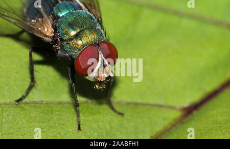 Comune bottiglia blu Fly, Calliphora vomitoria, Hesaraghatta, Bangalore, India Foto Stock