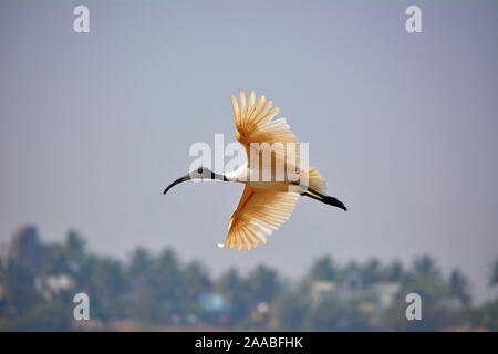 A testa nera ibis, Threskiornis melanocephalus noto anche come il bianco orientali ibis, Rankala lago, Kolhapur, Maharastra, India Foto Stock