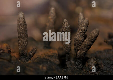 Xylaria polymorpha, close-up di uomo morto dita del fungo, India Foto Stock