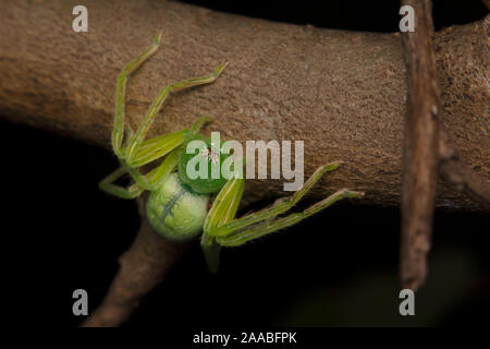 Green huntsman spider, Micrommata virescens, close-up, India Foto Stock