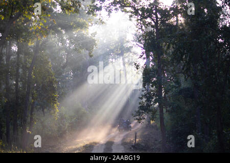 Sun raggi provenienti attraverso la foresta, India Foto Stock