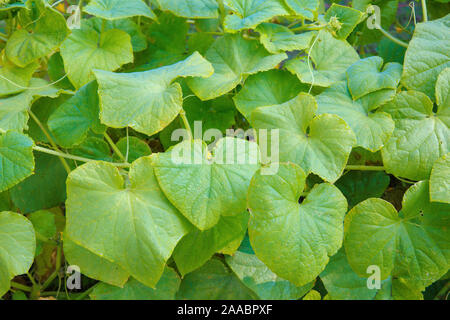 Texture di grandi foglie verdi di un cetriolo in giardino Foto Stock