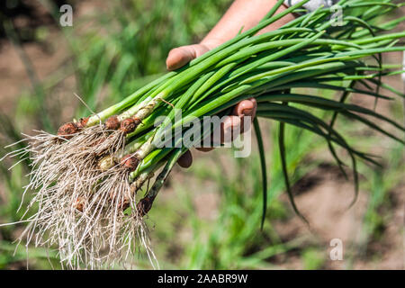 L'agricoltore nel giardino la raccolta di verde primavera cipolla, fattoria fresco organico raccolto vegetale Foto Stock