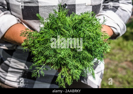 Appena raccolto vegetale. Fresco verde organico aneto in agricoltore mani. Erbe aromatiche raccolto. Bio food concept. Foto Stock