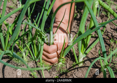 Coltivatore su campo verde raccolta cipolla, organico raccolto vegetale Foto Stock
