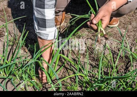 L'agricoltore nel giardino la raccolta di cipolline fresche farm vegetale, raccolto in azienda agricola biologica Foto Stock