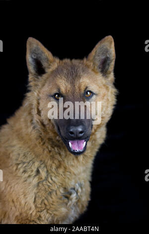 Westerwälder Kuhhund, Old German Sheepdog, studio foto con sfondo nero Foto Stock
