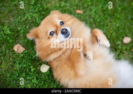 Allegro cane di razza Pomerania piccolo sdraiati sull'erba a giocare all'aperto con animali domestici Foto Stock