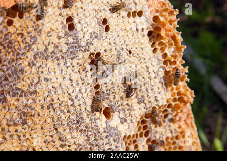 Fotogrammi di un alveare. Le api di occupato all'interno dell'alveare con open e cellule sigillate per il dolce miele. Ape Miele raccolto nel bel giallo favo di miele. Foto Stock