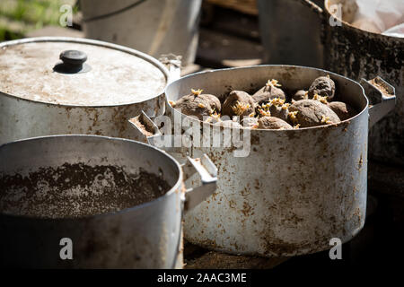 Sporco pentole in alluminio con alimentazione di bestiame, germogliato di patate, vecchi piatti nel villaggio Foto Stock