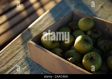 Green mele mature in una scatola di cartone sul tavolo. Foto Stock