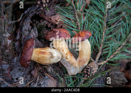 Vista ravvicinata di parecchi boletus badius, imleria badia o bay bolete sulla vecchia canapa in legno con i coni e gli aghi in un autunno foresta di pini. Commestibili e po Foto Stock