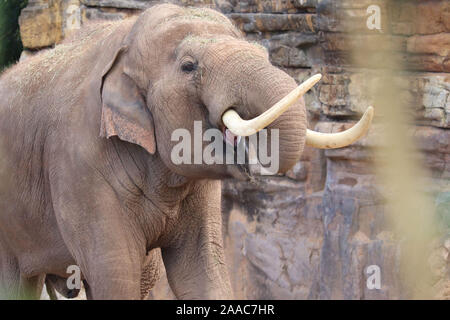 Maschio di elefante asiatico, Aung Bo (Elephas maximus) Foto Stock