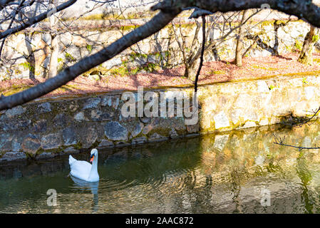 Un cigno selvatico nuotare nel fossato di Kurashiki Bikan quartiere storico. Okayama, Giappone Foto Stock