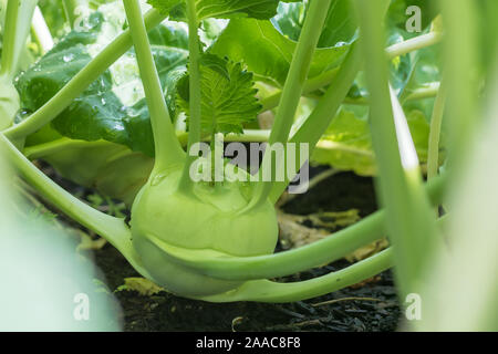 Il cavolo rapa cresce su un letto nel giardino di casa Foto Stock