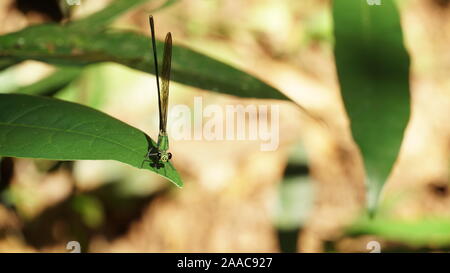 Una bella libellula è seduta su una foglia verde. Fauna selvatica naturale fotografia. Foto Stock