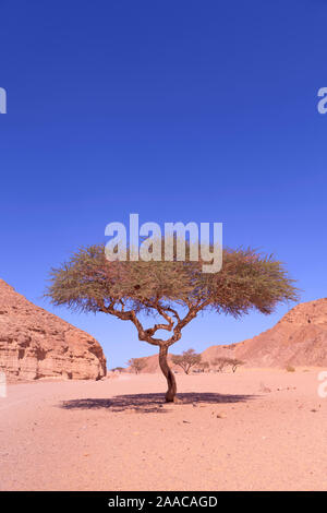 Lone acacia nel deserto del Sinai vicino a Dahab, Egitto Foto Stock