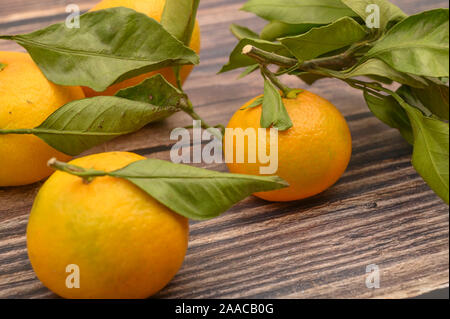 A pochi giallo tangerini sui rami con foglie verdi su uno sfondo di legno. Raccolto autunnale. L'agricoltura moderna. Per una dolcezza. Close up Foto Stock