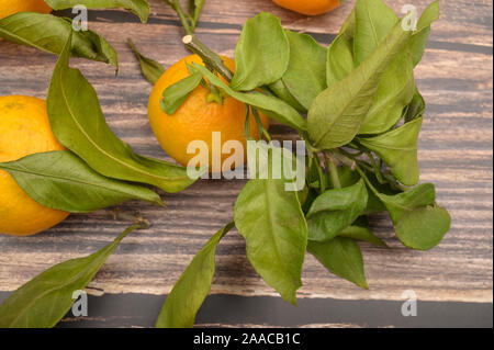 A pochi giallo tangerini sui rami con foglie verdi su uno sfondo di legno. Raccolto autunnale. L'agricoltura moderna. Per una dolcezza. Close up Foto Stock