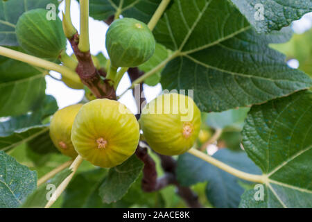 Giallo e verde figure appendere su un ramo pieno di foglie di maturare al sole Foto Stock