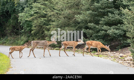 Gruppo di white-tailed deer attraversare una strada. Foto Stock