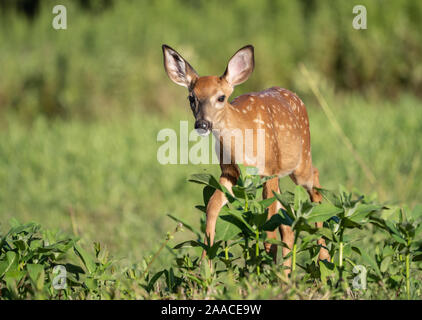 White-Tailed Deer Fawn cammina verso la telecamera Foto Stock