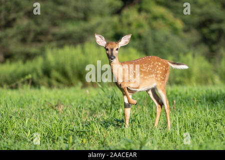 White-tailed deer (Odocoileus virginianus) fawn in prato sulla sera d'estate. Foto Stock