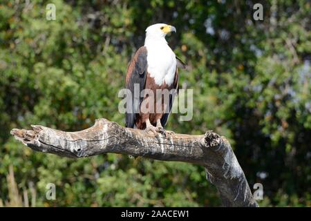 African Fish Eagle Haliaeelus vocifer seduto sulla sua pesca pesce persico Okavango Delta Moremi Game Reserve Botswana Africa Foto Stock