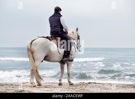 Uomo di equitazione sono la formazione il suo cavallo sulla spiaggia Foto Stock