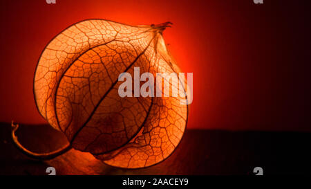 Physalis Peroject - lucido e brillante frutti Foto Stock