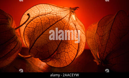 Physalis Peroject - lucido e brillante frutti Foto Stock