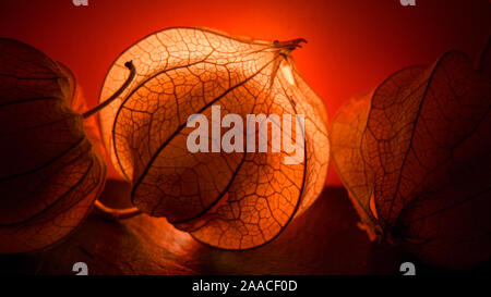 Physalis Peroject - lucido e brillante frutti Foto Stock