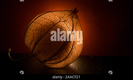 Physalis Peroject - lucido e brillante frutti Foto Stock