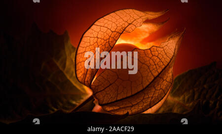 Physalis Peroject - lucido e brillante frutti Foto Stock