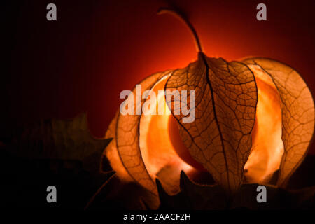 Physalis Peroject - lucido e brillante frutti Foto Stock