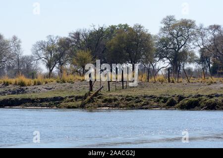 Confine tra Botsswana e Nanibia sull'Okavango Delta Moremi Game Reserve in Africa Foto Stock