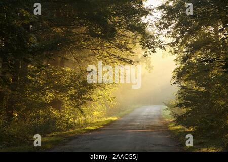 La luce del sole di entrare nel bosco di latifoglie in una nebbiosa mattina autunnale. Foto Stock