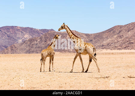 La giraffa a piedi per la sua discendenza, il deserto del Namib con montagne rocciose, Namibia, Africa Foto Stock