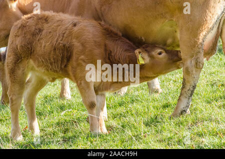 I giovani vitelli di bere latte di mammella, bovini domestici bestiame, Bos taurus, nei pressi di un allevamento su un pascolo in Germania, Europa occidentale Foto Stock