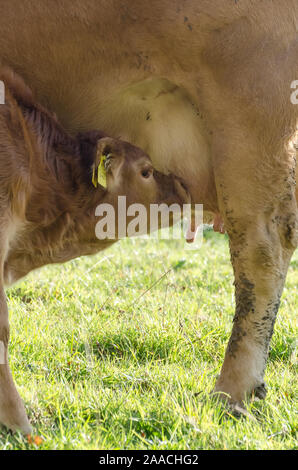 I giovani vitelli di bere latte di mammella, bovini domestici bestiame, Bos taurus, nei pressi di un allevamento su un pascolo in Germania, Europa occidentale Foto Stock