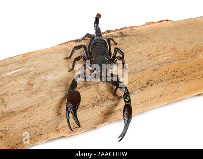 Heterometrus spinifer davanti a uno sfondo bianco Foto Stock