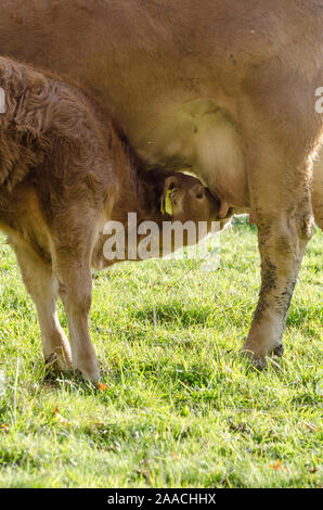 I giovani vitelli di bere latte di mammella, bovini domestici bestiame, Bos taurus, nei pressi di un allevamento su un pascolo in Germania, Europa occidentale Foto Stock