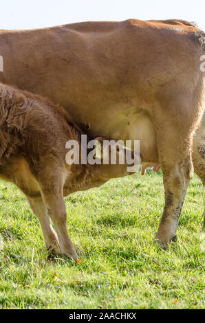 I giovani vitelli di bere latte di mammella, bovini domestici bestiame, Bos taurus, nei pressi di un allevamento su un pascolo in Germania, Europa occidentale Foto Stock