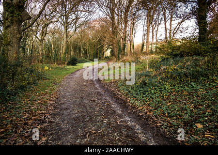 Un sentiero fangoso nei boschi Colan, i motivi ricoperta della storica Abete Hill Manor in Parrocchia Colan in Newquay in Cornovaglia. Foto Stock