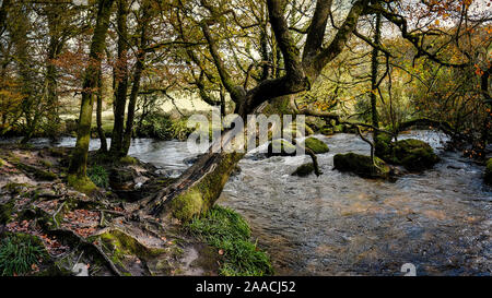 Una immagine panoramica del Rver Fowey che fluisce attraverso un Draynes autunnali antichi boschi in Cornovaglia. Foto Stock